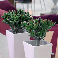 Crassula