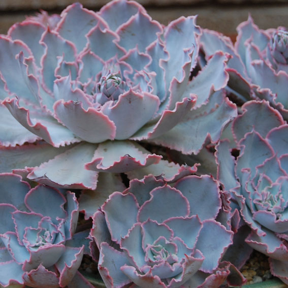 Echeveria