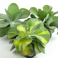 Kalanchoe