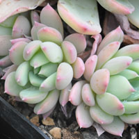 Pachyveria
