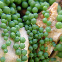 Senecio