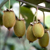Una trepadora llamada kiwi