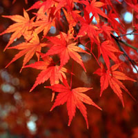Arce japonés (Acer palmatum) 