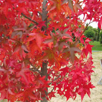 Liquidámbar (Liquidambar styraciflua)