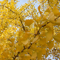 Ginkgo biloba