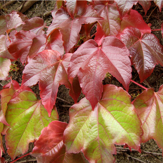Parra virgen (Parthenocissus tricuspidata) 