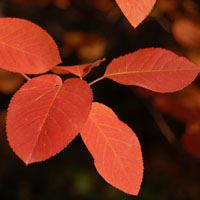 Amelanchier