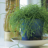 Rhipsalis cassutha