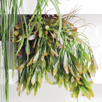 Rhipsalis crispata o Rhipsalis crispimarginata