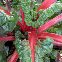 Acelga ornamental (Beta vulgaris spp. cicla)