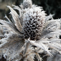 Perennes de ‘efecto invierno’