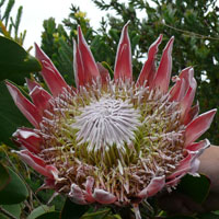 Una bella ‘alcachofa’