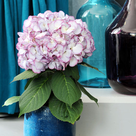 El mundo ‘Hydrangea’