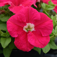 Una petunia carmín