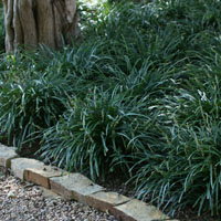 Ophiopogon