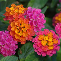 ‘Tutti Frutti’