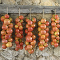 Tomate de cuelga para el ‘pa amb tomàquet’