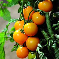 Los tomates de oro