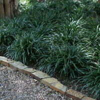 Plantas de flor para jardines de sombra