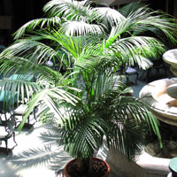 Palmeras de sombra