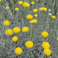 Santolina chamaecyparissus