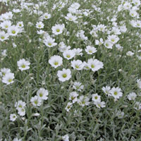 Cerastium tomentosum