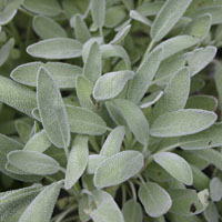 Salvia officinalis