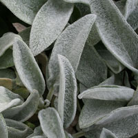 Stachys bizantina
