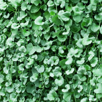 Dichondra argentea ‘Silver Falls’