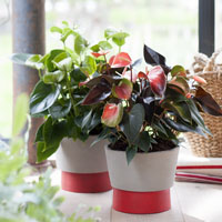 Anthurium andreanum