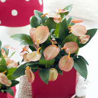Anthurium scherzerianum