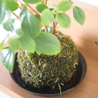 Cómo se hace un kokedama: paso a paso