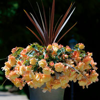 BEGONIA TUBERHYBRIDA