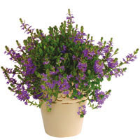 SCAEVOLA AEMULA  