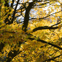 Acer campestre