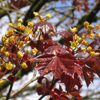 Acer platanoides ‘Crimson King’