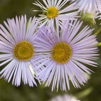 Aster novi-belgii 
