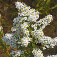 Aster ericoides: nieve de margaritas