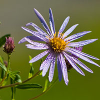 Aster pyrenaeus: del Pirineo francés y los Picos de Europa