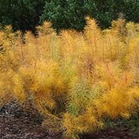 Amsonia hubrichtii