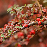 Cotoneaster rastrero