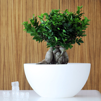 • Ficus benjamina