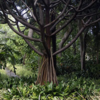 El árbol candelabro