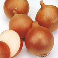 Cebolla ‘Valenciana tardía’ 