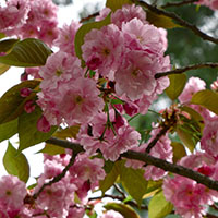 Prunus serrulata ‘Kanzan’