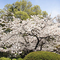 Prunus x yedoensis 