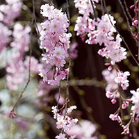 Prunus subhirtella ‘Autumnalis’ 