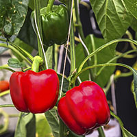 Pimiento y guindilla