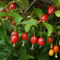 Elaeagnus multiflora / Gumi de Japón 