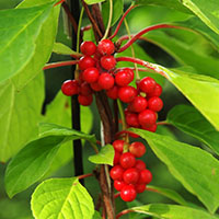 Schisandra chinensis / Baya de los cinco sabores 